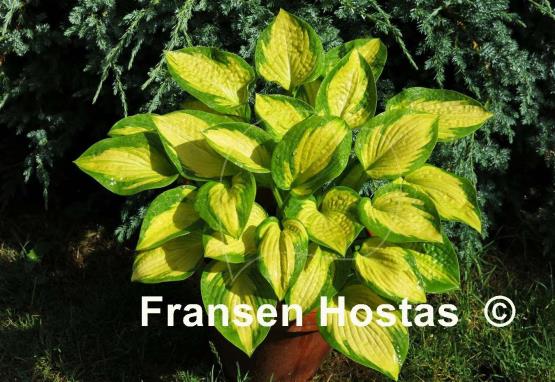 Hosta Little Sunspot